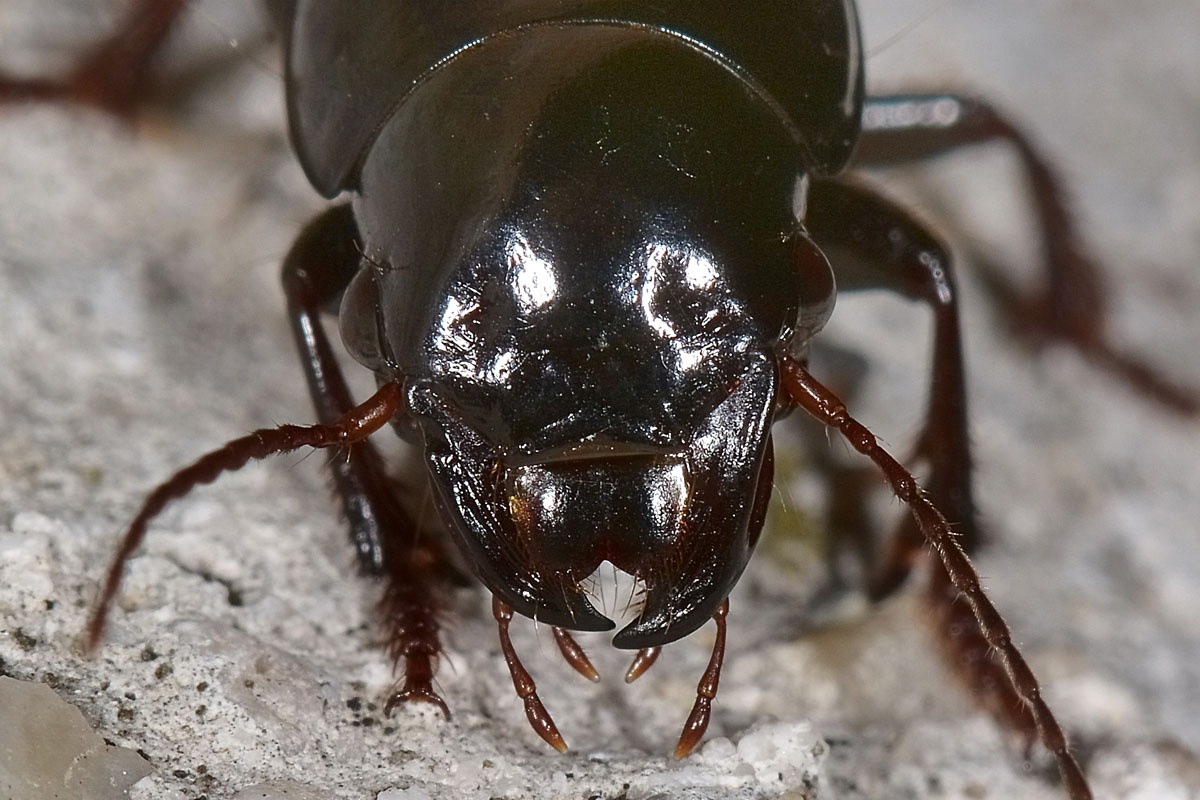 Carabidae: Acinopus picipes